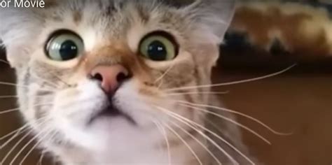 cat watching horror movie fake|This Cat Watching a Horror Movie is Scary Cute!.